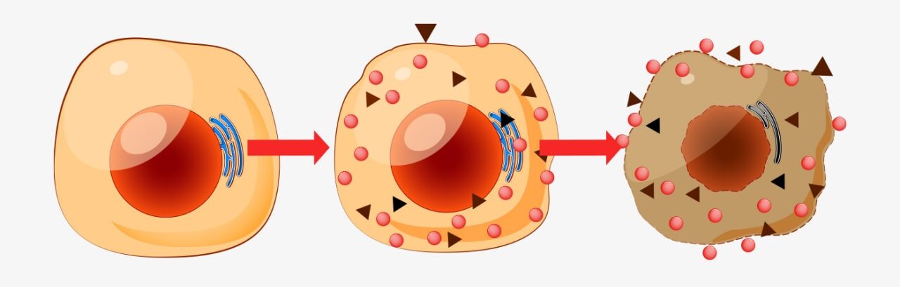 Процесс повреждения клетки в результате окисления