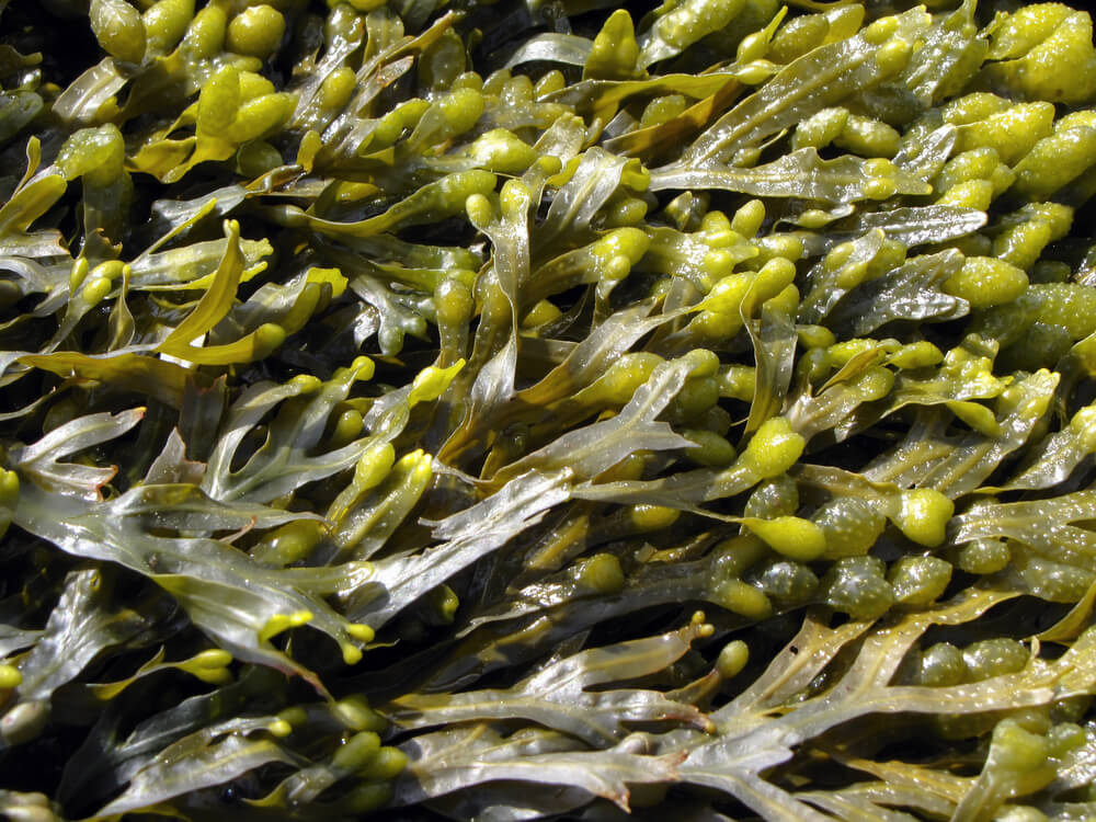 Фукус – бурые морские водоросли