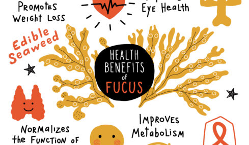 Польза фукус