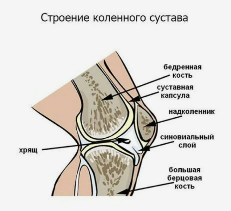 Хондропротекторы для суставов - вред и польза — Vertera Journal